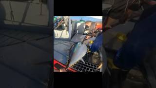 fishing yellowfin youtubeshorts shortsfeed shortvideo shorts fishline short shortsvideo 🎣🎣🐟 [upl. by Orlosky]