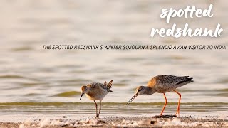 The Spotted Redshanks Winter Sojourn A Splendid Avian Visitor to India [upl. by Hayden]