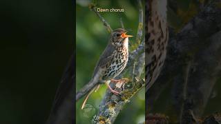 Song Thrush singing  Summer morning dawn chorus birds [upl. by Nesyaj396]