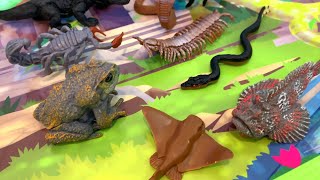 Venomous Creatures  Toy Animals and Exciting Puzzle [upl. by Radcliffe]