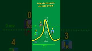 Potencial de acción cardíaco  Potencial de acción cardíaco fisiología  Nodo sinusal [upl. by Emiatej]