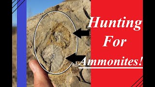 Hunting the Hills and Splitting Shale for Ammonite Fossils [upl. by Imik344]