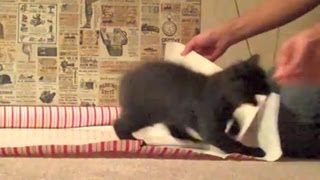 Wrapping presents with kittens around [upl. by Dyann]