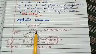 Chlamydomonas classificationOccurence Vegetative structure Blepharoplastparadesmoserhizoplast [upl. by Laleb]