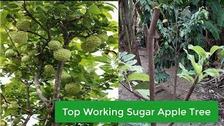 Top Working on Sugar Apple Tree [upl. by Britney]