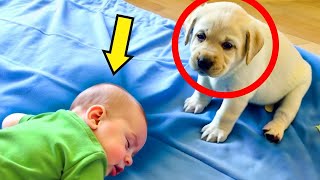 Paralyzed 6MonthOld Baby Falls Asleep You Won’t Believe What This Puppy Did Next Its A Miracle [upl. by Budd]