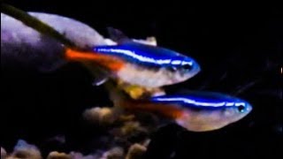 Neon Tetra Care amp Tank Set up Guide [upl. by Yard422]