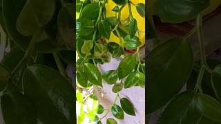 How to care and propagate peperomiaserpens peperomia gardenplants vines motivation plants [upl. by Slyke836]