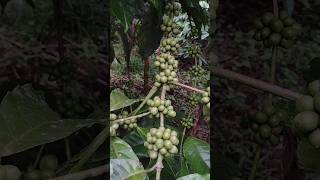 Coffee Plantation The Origin of nescafe brucoffee at Wayanad Kerala coffee lovers farming [upl. by Ahsetra227]