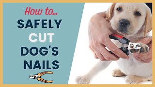 Step By Step Guide to Cutting Dogs Nails [upl. by Llevram148]