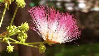 Albizia saman Useful wide Canopied tree [upl. by Iadam50]