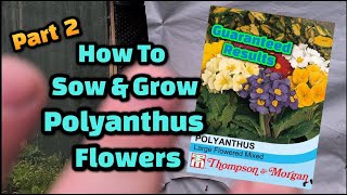 How to grow polyanthus from seed part 2 [upl. by Farley192]