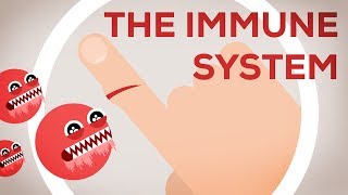 The Immune System Explained I – Bacteria Infection [upl. by Eniarrol41]