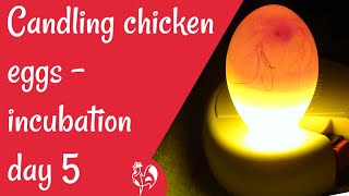 How to candle chicken eggs day 5 of incubation [upl. by Cohin]