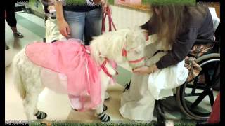 Therapy Trained Miniature Horses [upl. by Inatirb462]