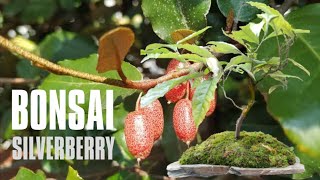 Bonsai Silverberry  Stone Slab Planting  Beauty of Silverberry [upl. by Atsedom]