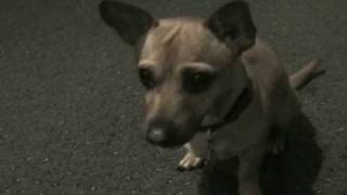 prize winning chiweenie dog does amazing tricks [upl. by Kristoffer]