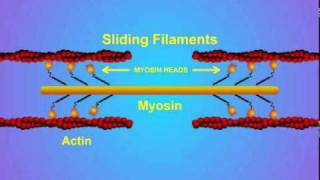 5 Details of ActinMyosin Crosslinking [upl. by Elegna]