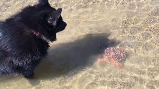 Schipperke dog finds a crab Crab makes escape [upl. by Angadresma]