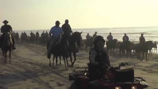 Chincoteague Pony Beach Walk [upl. by Haerr]