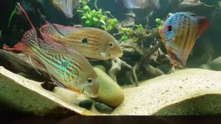 Geophagus winemilleri mating dance 600 gallon planted discus tank [upl. by Leopold]