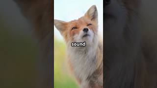 The Sound of a Fox 🦊 Surprising Vocal Tricks animalsounds [upl. by Teilo]