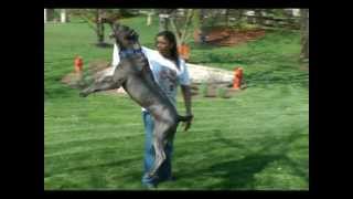 Cane Corso Jumping [upl. by Fiske]