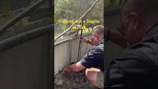 Removing a deadly Pseudonaja affinis aka Dugite ⚠️☠️⚠️ [upl. by Timon]