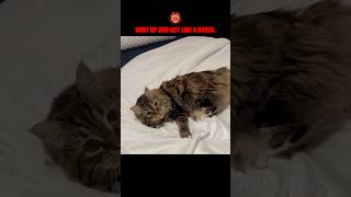 possessed cat 👹🙀🐎 🎥 seeminglyabsurb TTIG shorts [upl. by Kizzie850]