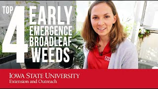 Top 4 Early Emergence Broadleaf Weeds [upl. by Shere]