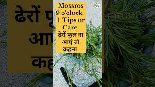 Portulaca plant care tips  Mossrose 9oclock  Purtulaca plant Care trending viral shorts [upl. by Loydie]