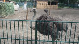 Struț la grădin zoologică din Craiova ostrich [upl. by Werby912]