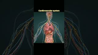 cardiovascular system anatomy anatomy biology [upl. by Neztnaj]