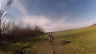 2020 Ohio Trailbreakers Dryland Race 1 dog bikejor day 2 [upl. by Cleo]