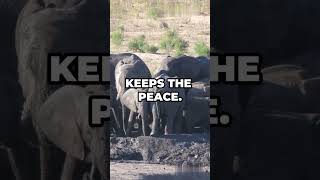 The POWER of Matriarchy African Elephants Secret [upl. by Clauddetta197]