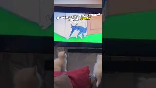 Cats reaction to TomampJerry 😂 cat funny shorts [upl. by Llewellyn]