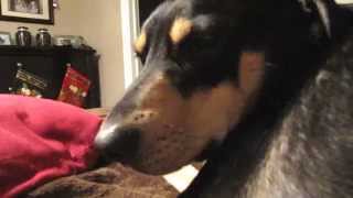 Turk  dog jaw spasm Chattering Video  FINALLY DIAGNOSED amp TREATED [upl. by Eyatnod]