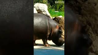 Massive Hippopotamus At France Zoo zooanimals zoo hippopotamus animals [upl. by Nivrag]