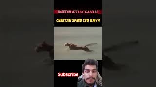 Cheetah Attack Gazelle🐆 funny cheetah wildanimals animals wildlife subscribe shorts shortvid [upl. by Grory80]