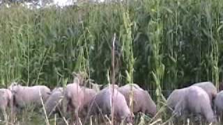 GRAZING CORN  Maize With Jack Kyle [upl. by Yukio13]