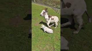 Donkey Grabs Baby Goat and Runs Around Field [upl. by Adel]