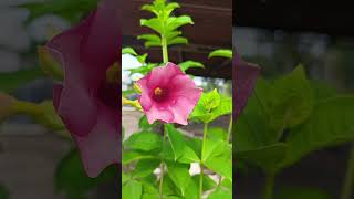 Allamanda pink flower allamandaflower allamanda allamandaplant summerfloweringplant [upl. by Kreiner636]