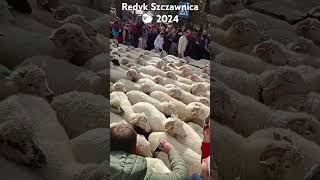 Redyk w Szczawnicy 🐑 2024 [upl. by Ecargyram]