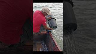 Fishing With Rubber Bucket In A River fish shorts [upl. by Knepper]