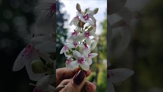 ചുട്ടിമുല്ലPseuderanthemum latifolium nature music song nature flowers love beautiful [upl. by Azila]