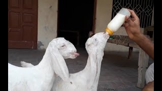 POV Bottle Feeding Baby Goats  How to Bottle Feed a Baby Goat  baby goat drinking milk bottle [upl. by Katrina]