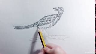 How to draw a Greater Roadrunner  Como dibujar un Correcaminos [upl. by Eiryt529]