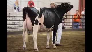 2014 Illinois State Fair Holstein Show Intermediate Champion Cow Class [upl. by Bail]