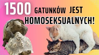 Jak to jest z homoseksualizmem u zwierząt [upl. by Eidod]