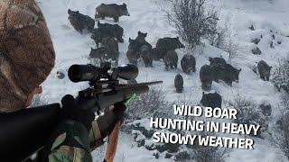 Wild Boar Hunting İn Heavy Snowy Weather  Karda Domuz Avı pighunt hoghunting domuz avı deer [upl. by Olra]